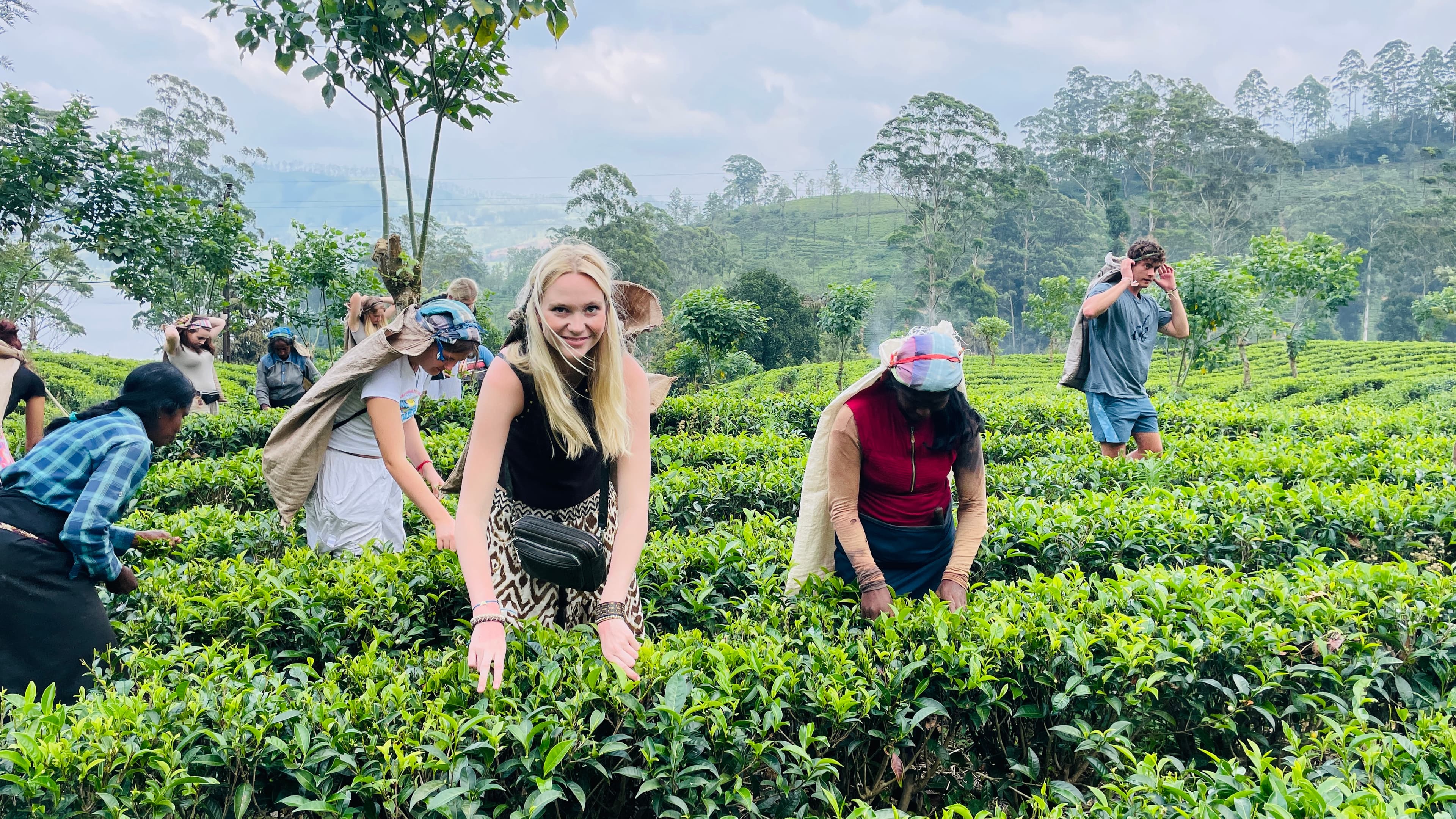Tea pluckers working a hillside