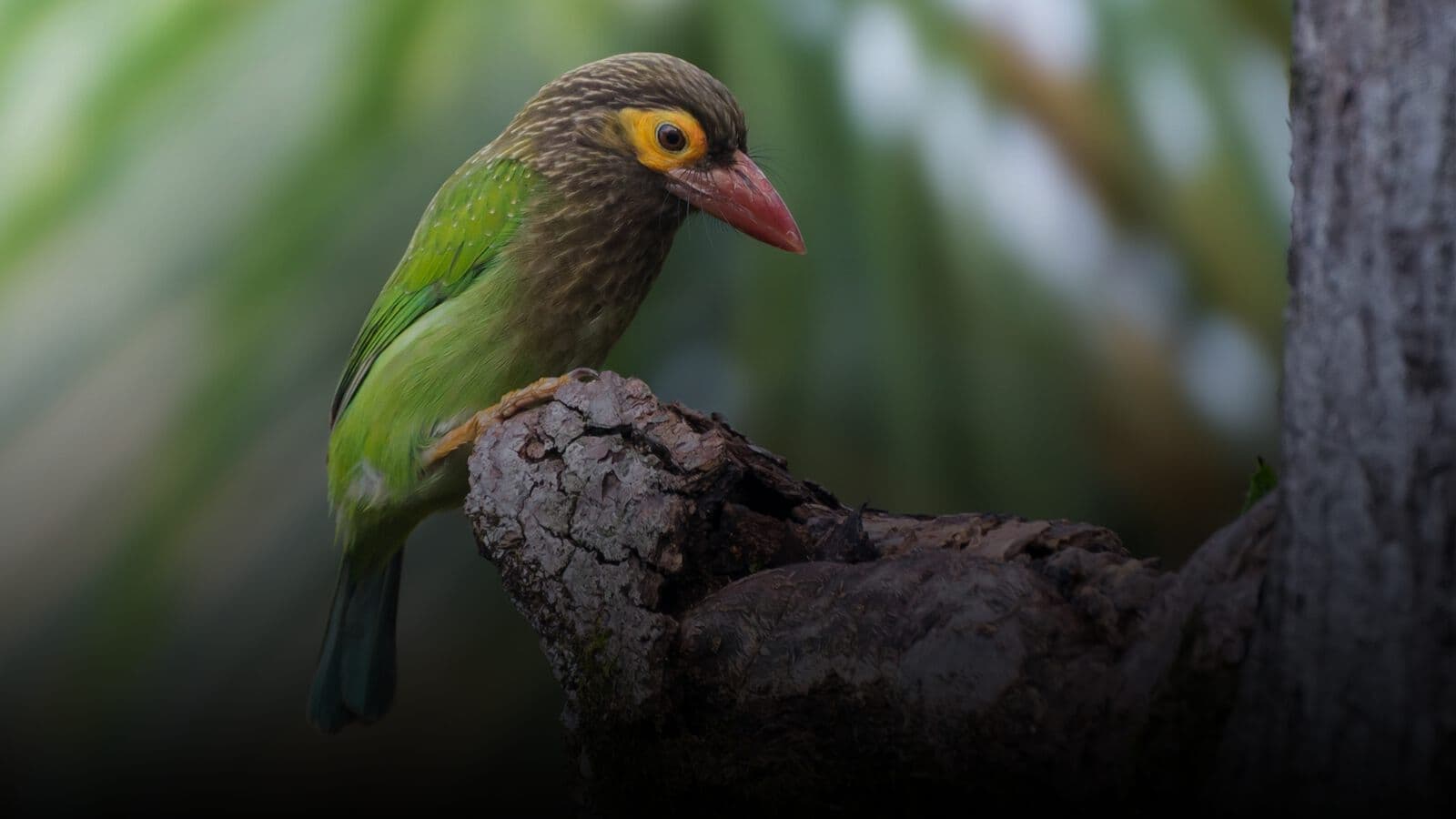 A brown-headed barbet on a branch