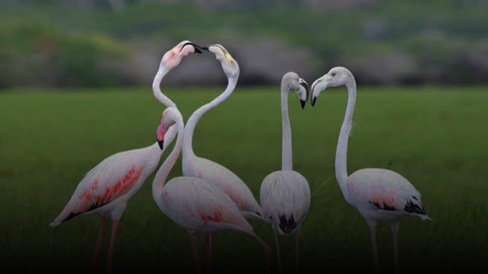 Flamingos in the wetlands at Bundala