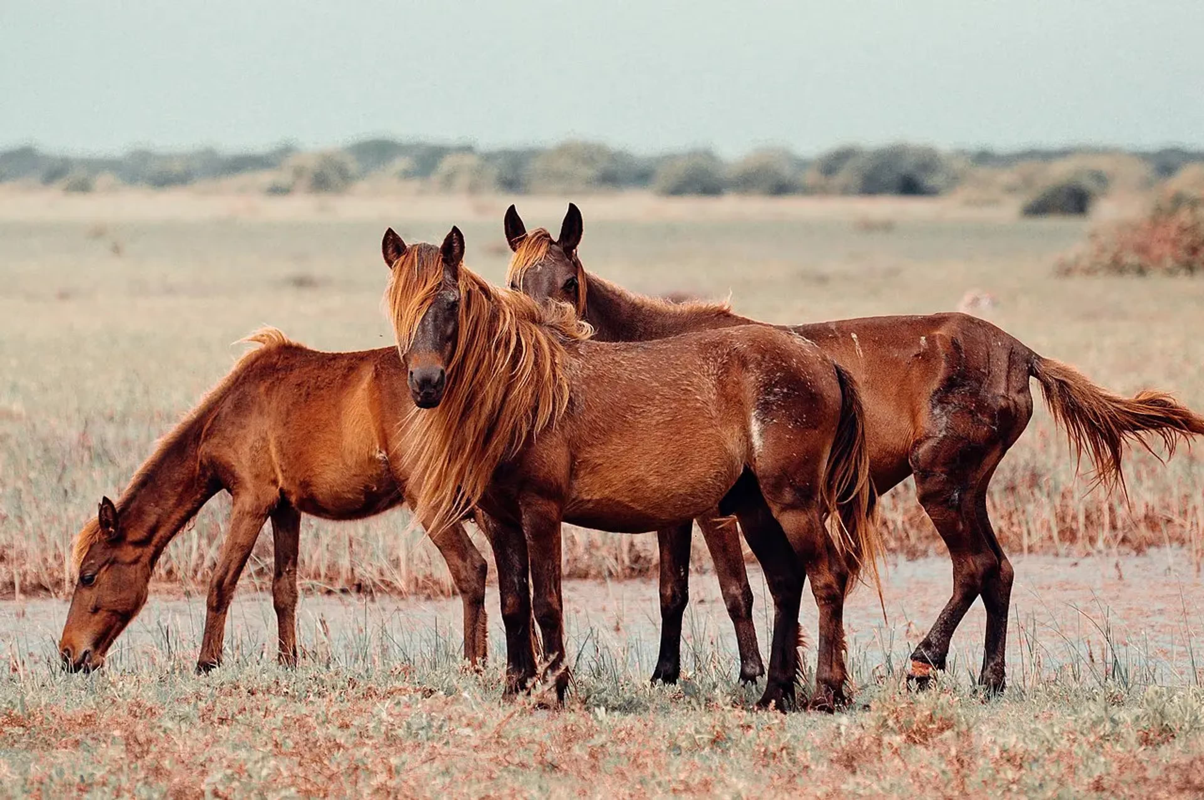 horses in the delft island