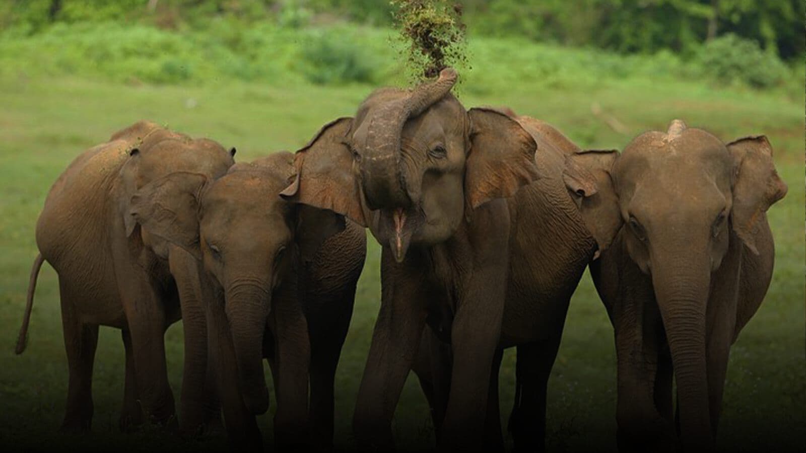 A herd of elephants in Udawalawe