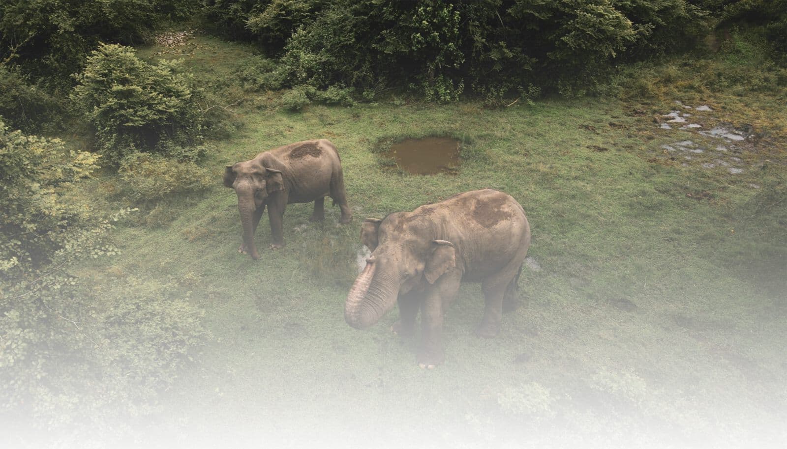 Elephants grazing in a clearing