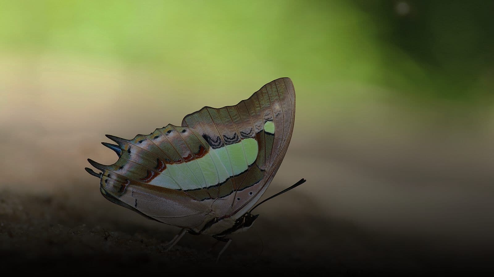 A butterfly on a leaf in rainforest light