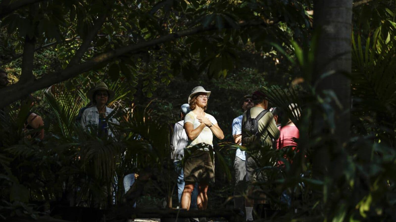 Walkers following a guide through the forest