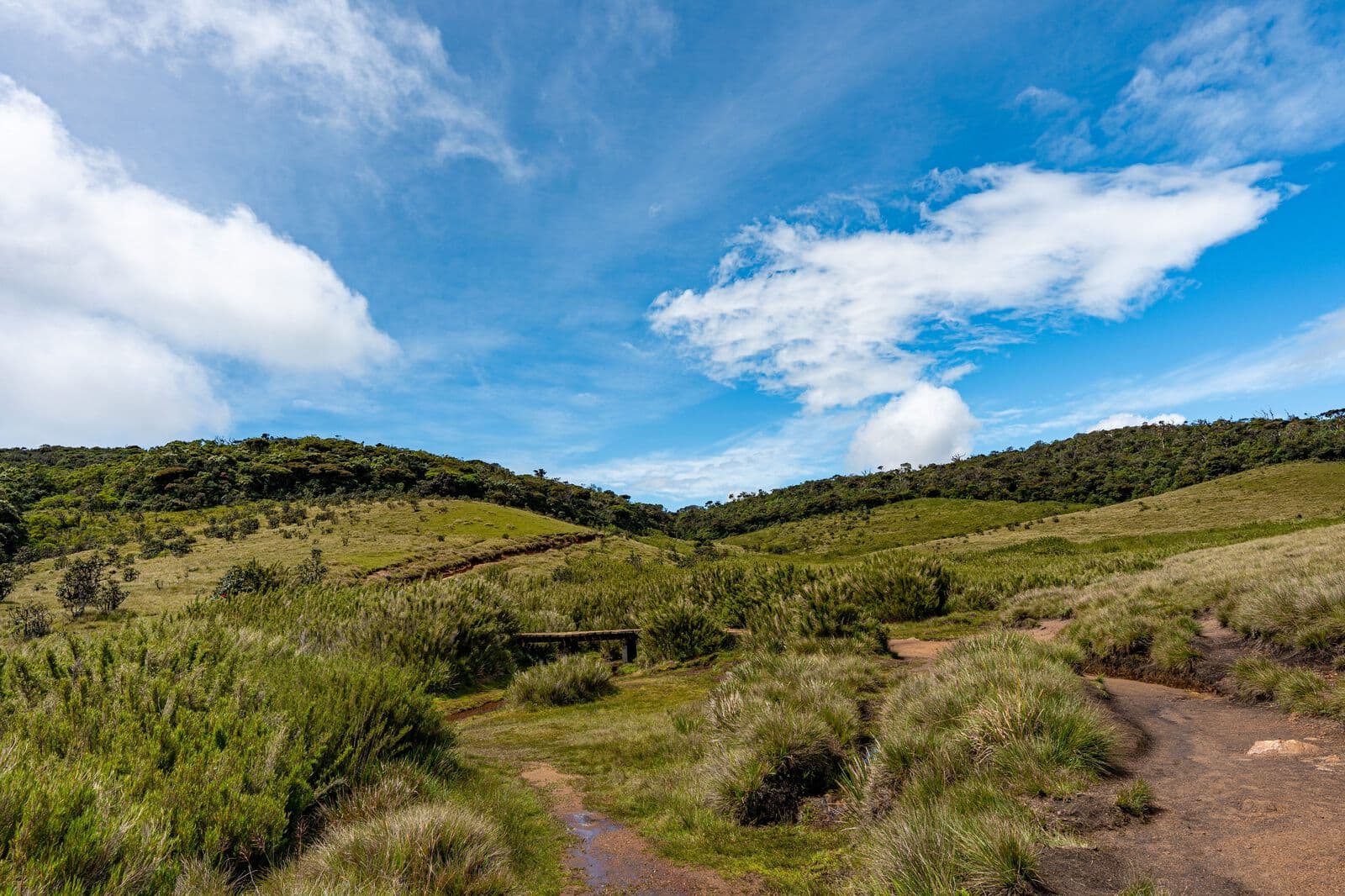 The grassland trail across Horton Plains