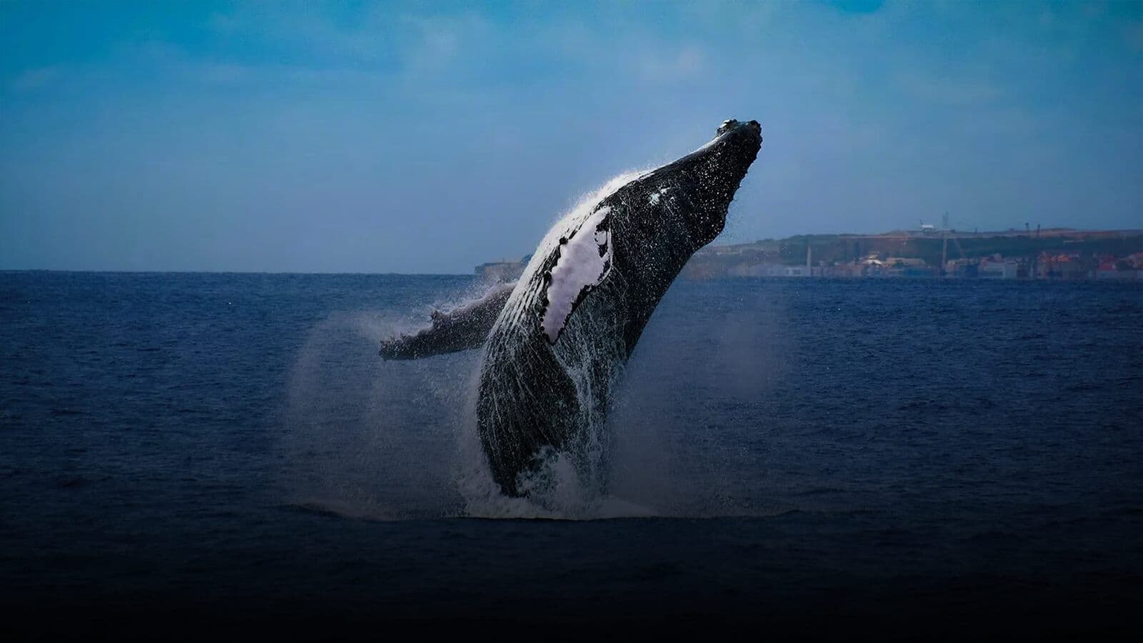 A whale breaching offshore