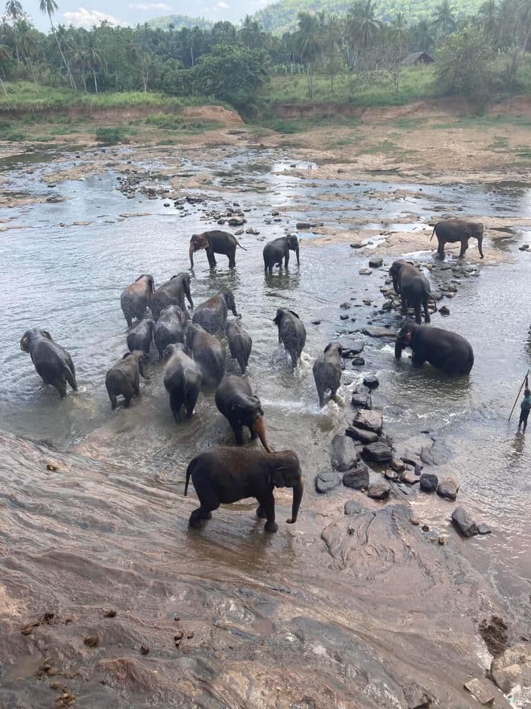 A herd of elephants bathing in the river at Pinnawala