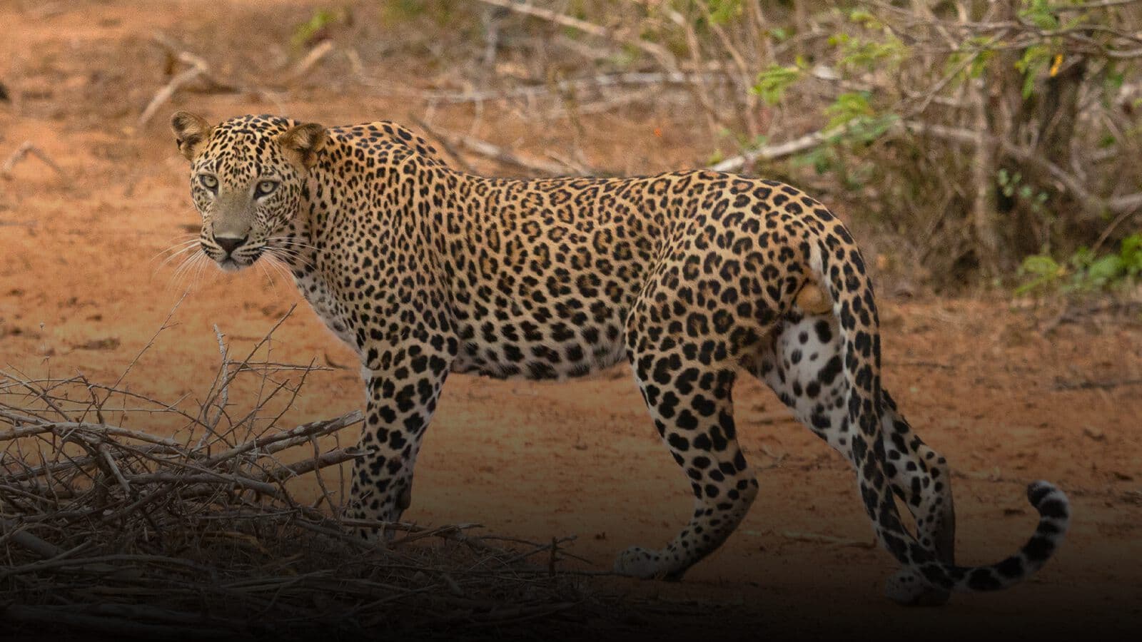 A leopard crossing a park track
