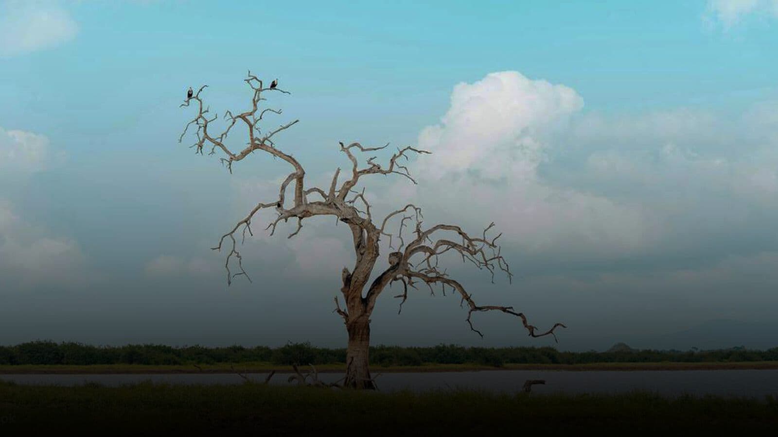 Birds on a bare tree over the Minneriya tank