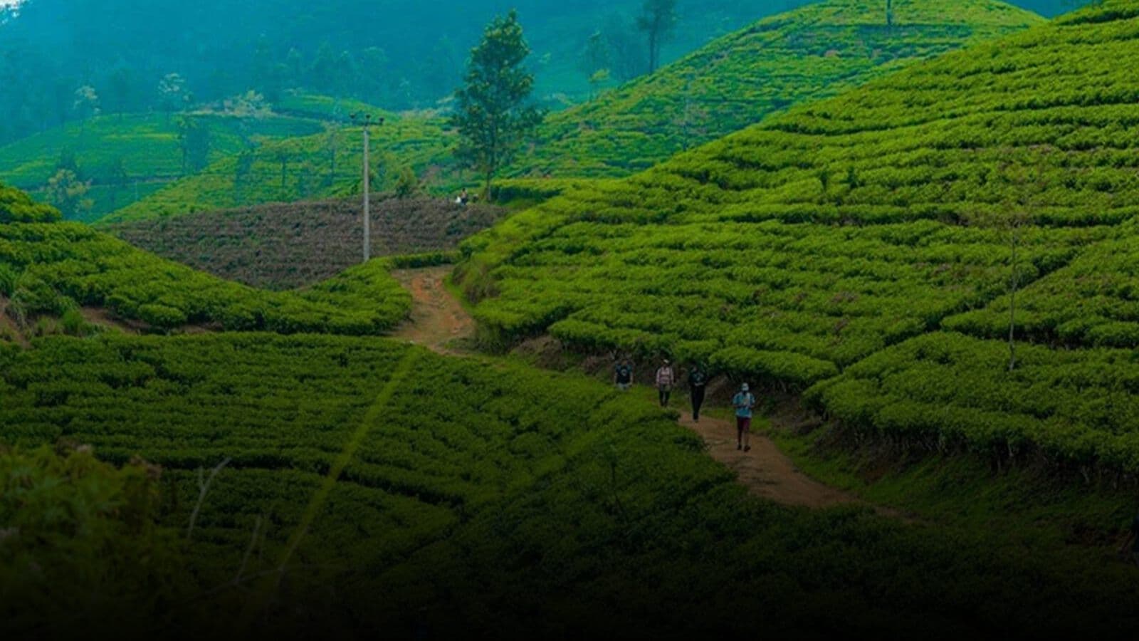 Hikers on the Pekoe Trail through tea fields