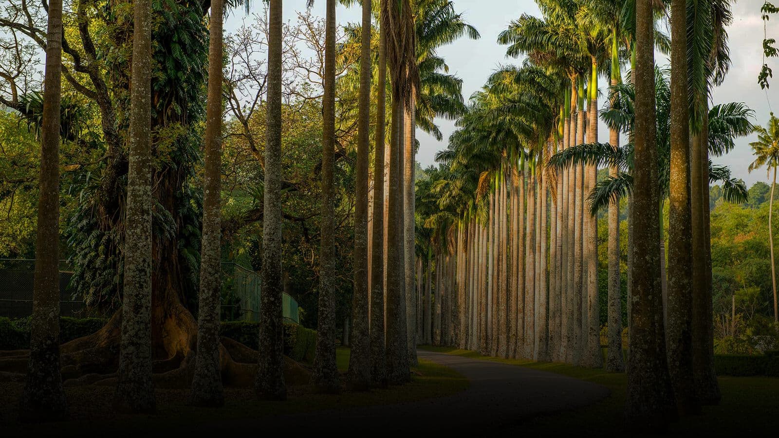 The Avenue of Palms at Peradeniya
