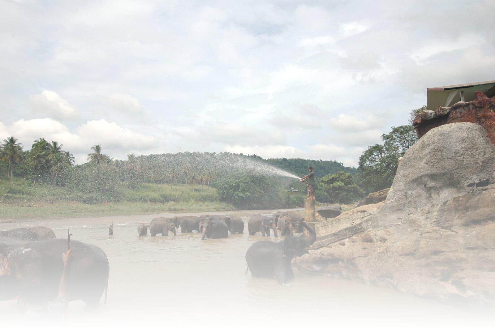 Elephants bathing in the river at Pinnawala