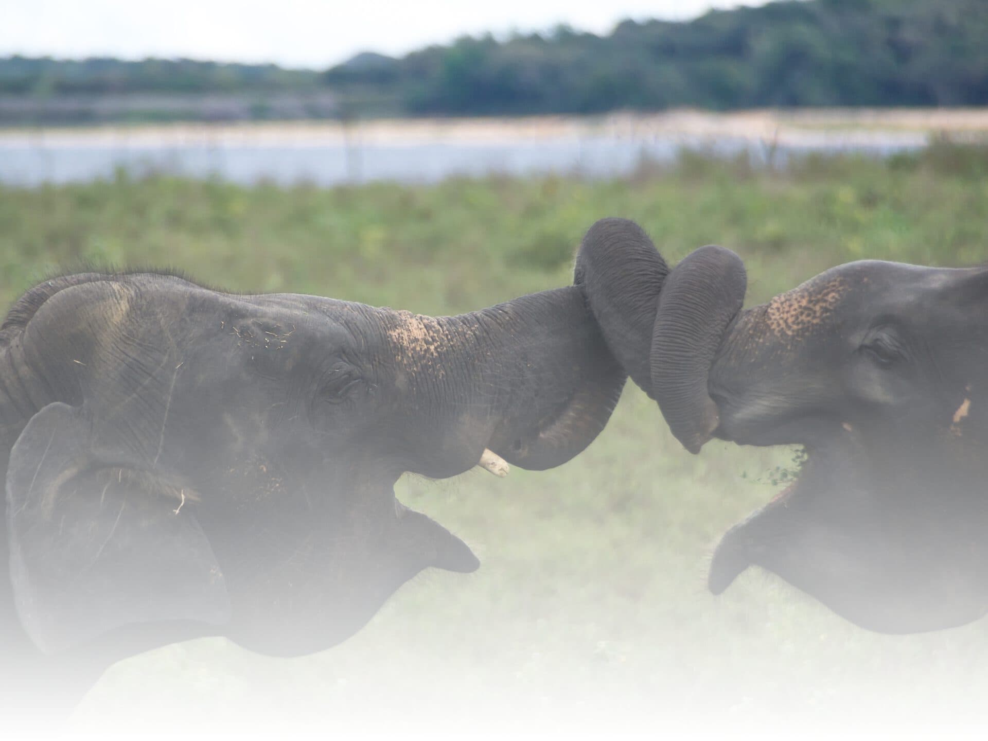 Two elephants greeting each other trunk to trunk on open grassland