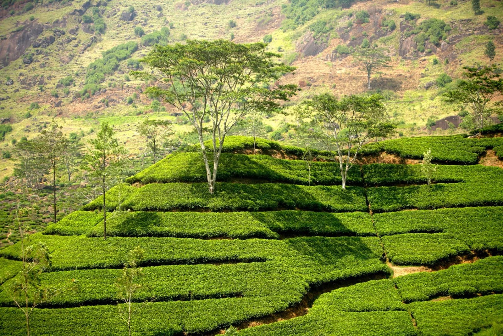 The tea country with Hatton marked
