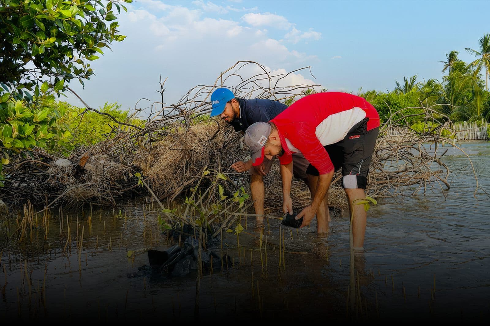 Volunteers planting mangrove seedlings in the shallows