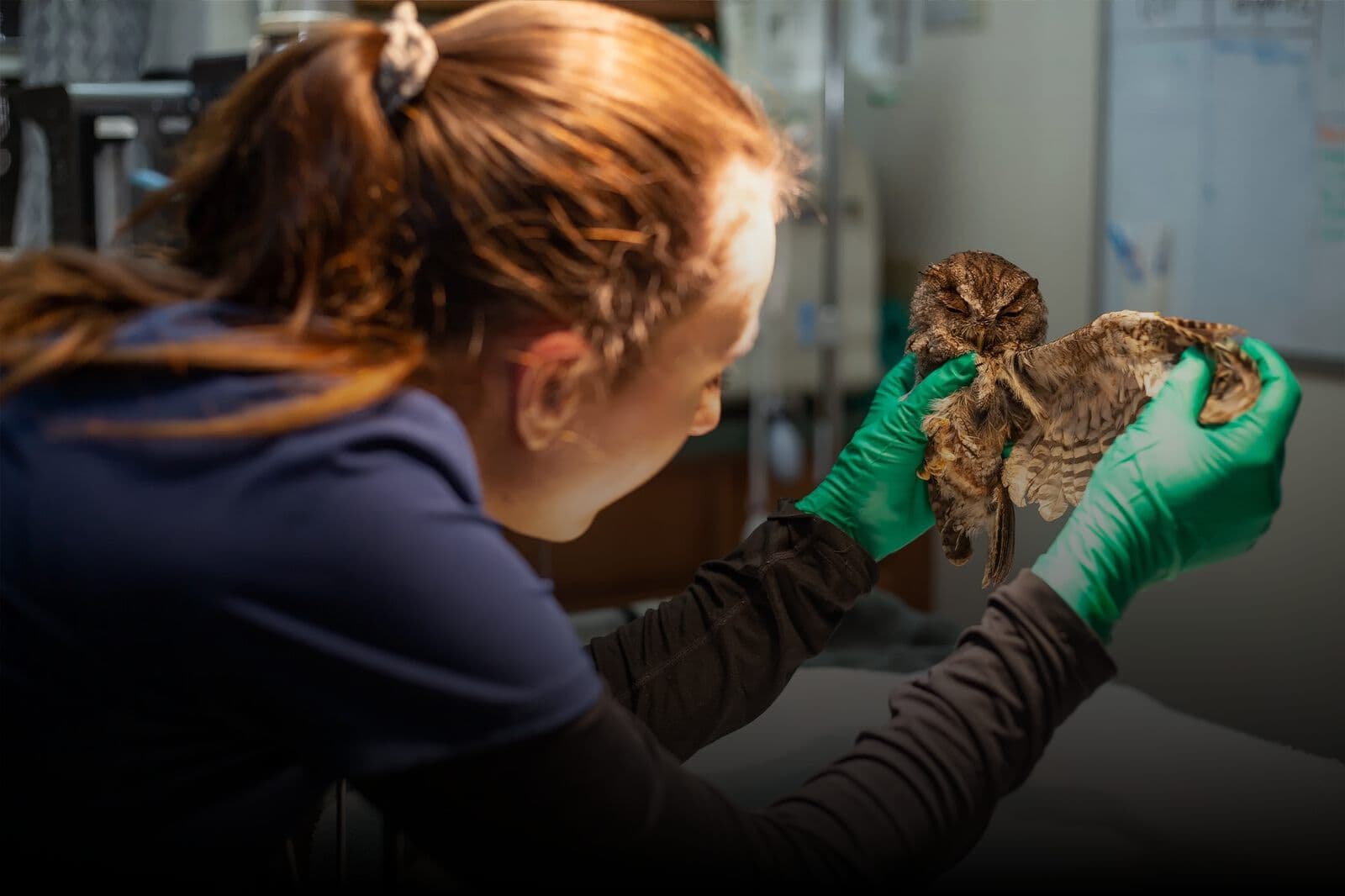 A rescued owl being examined by a handler