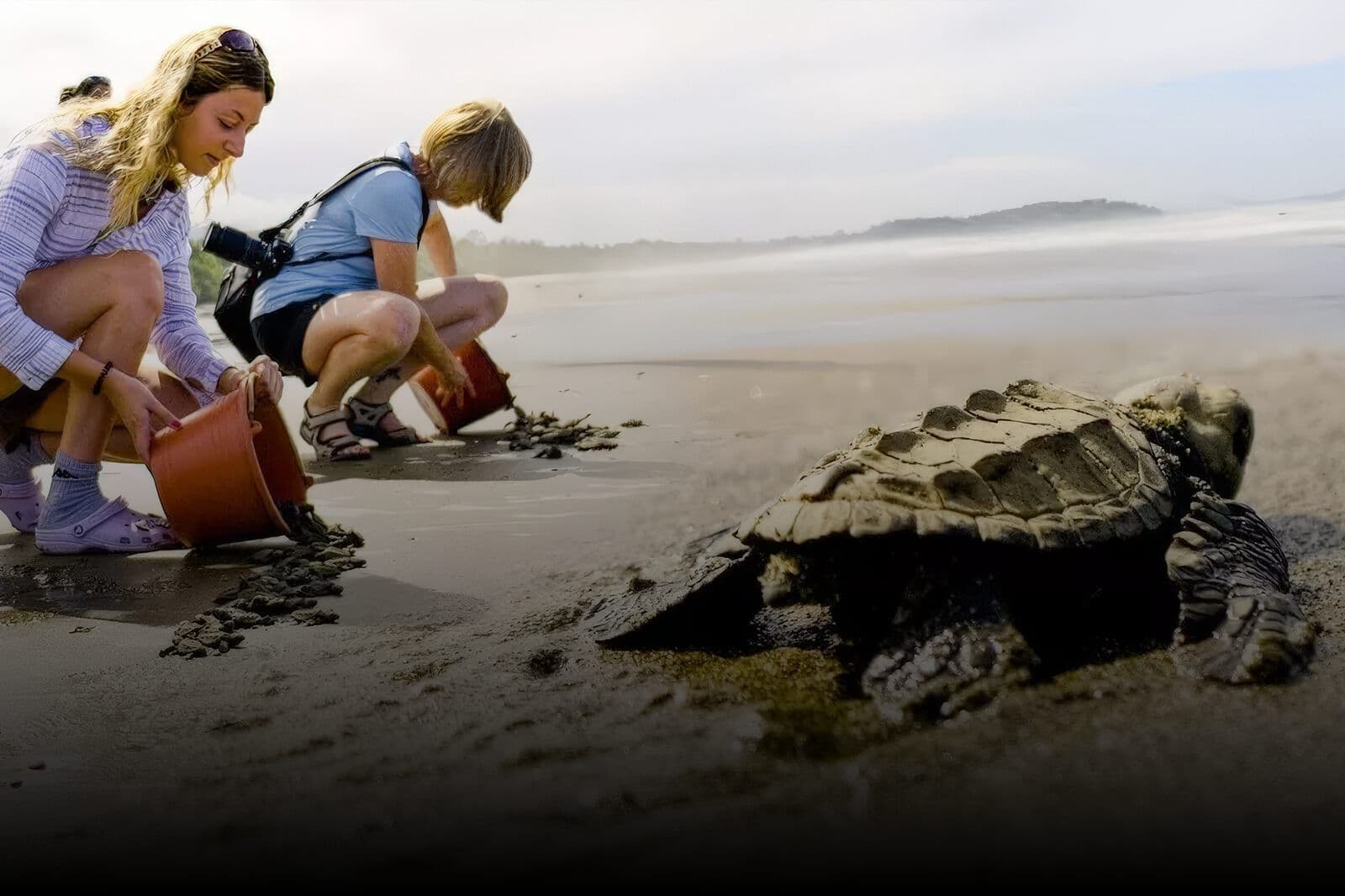 A rescued turtle being returned to the sea