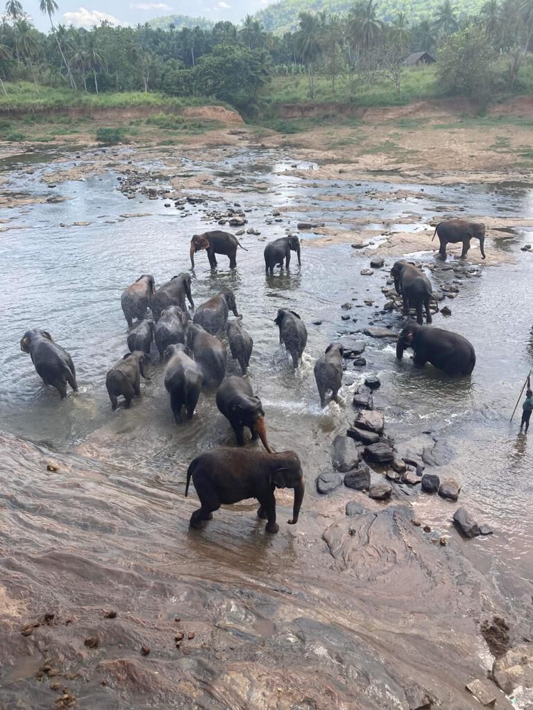A herd of elephants bathing in the river at Pinnawala
