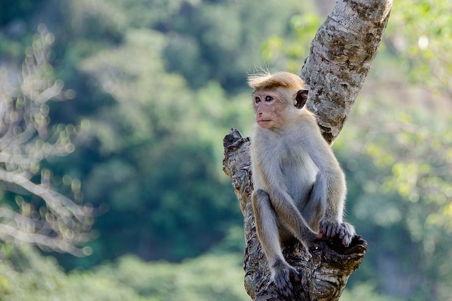 sri-lanka-tours